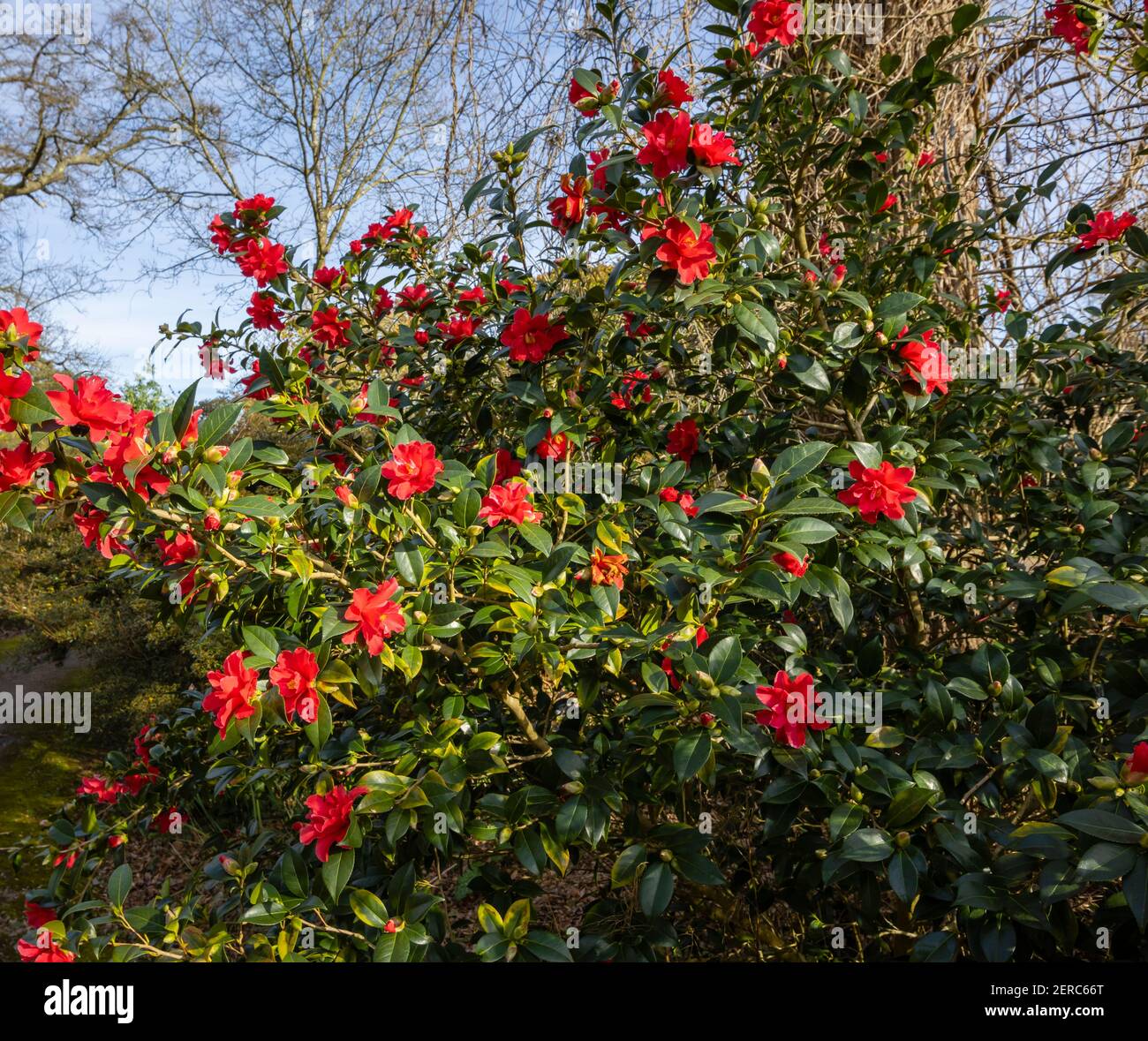 Red Camellia 'Freedom Bell' in flower in the Winter Garden at RHS Garden, Wisley, Surrey, south-east England in winter Stock Photo