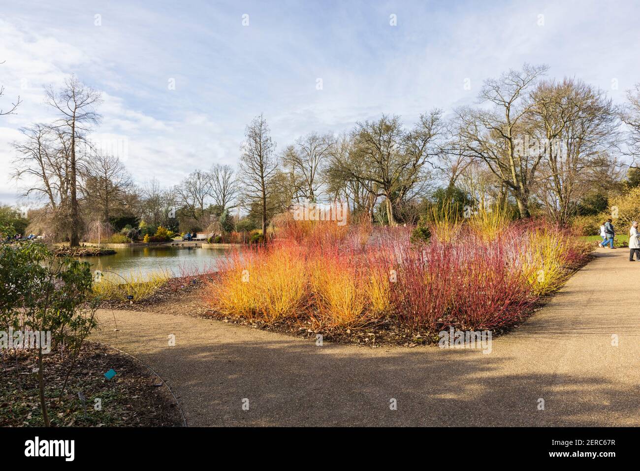Colourful dogwood (Cornus) stems in warm colours in RHS Garden, Wisley, Surrey, south-east England in winter Stock Photo