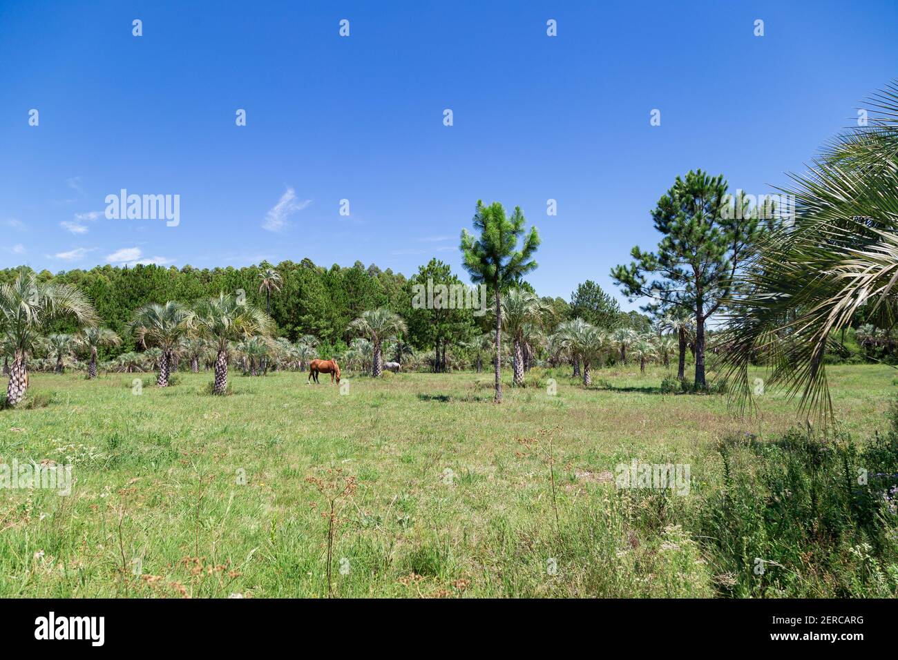 Colon Entre Rios, Argentina. Rural landscape with palm trees. One horse brown and other gray. Sunny day of summer Stock Photo
