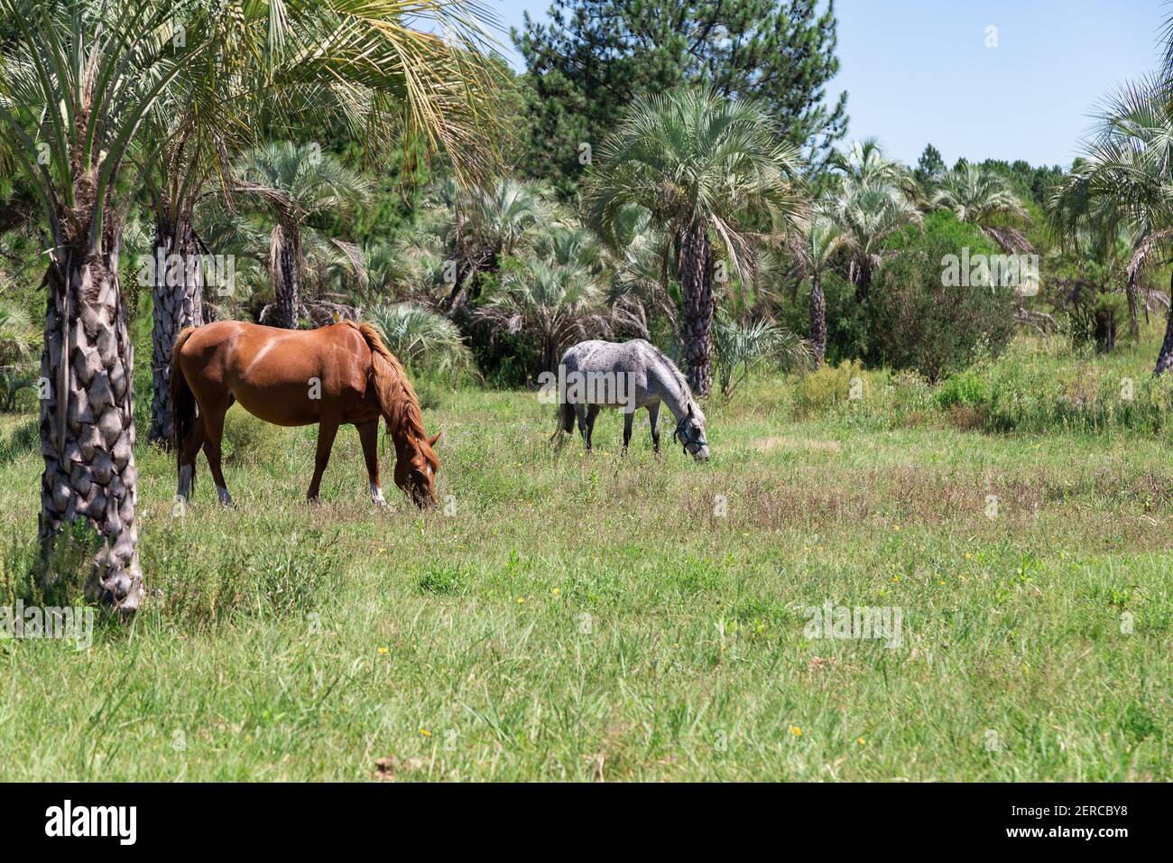 Two horses grazing in the meadow, near Colon Entre Rios, Argentina. Rural landscape with palm trees. One horse brown and other gray. Sunny day of summ Stock Photo