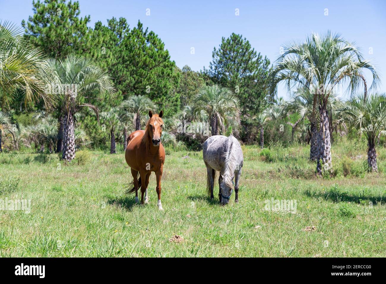 Two horses grazing in the meadow, near Colon Entre Rios, Argentina. Rural landscape with palm trees. One horse brown and other gray. Sunny day of summ Stock Photo