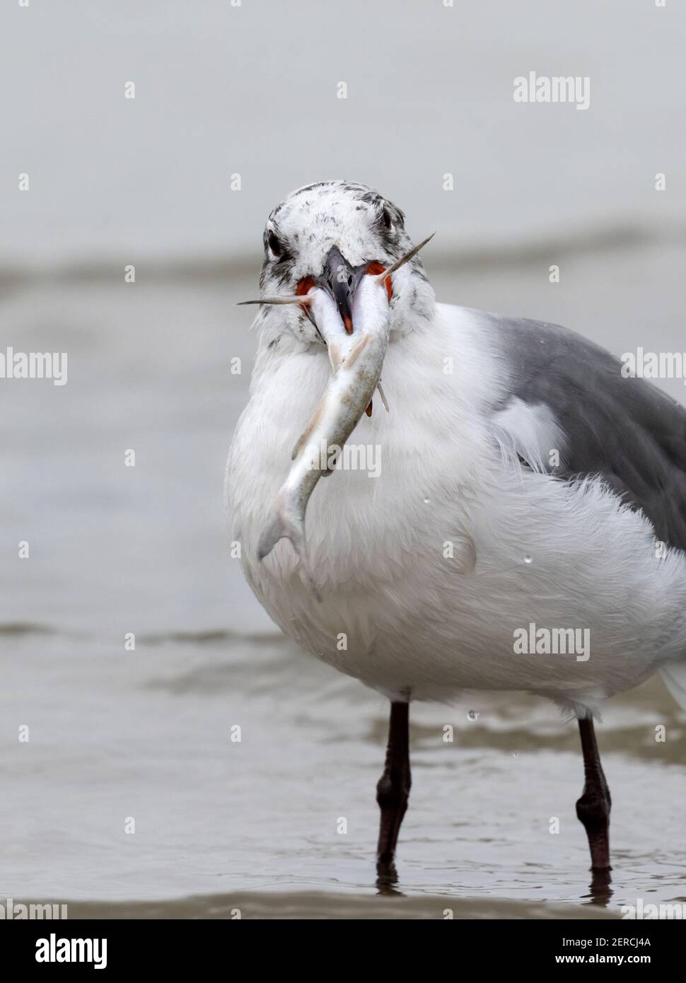 Laughing gull (Leucophaeus atricilla) swallowing a catfish, Galveston, Texas, USA. Stock Photo