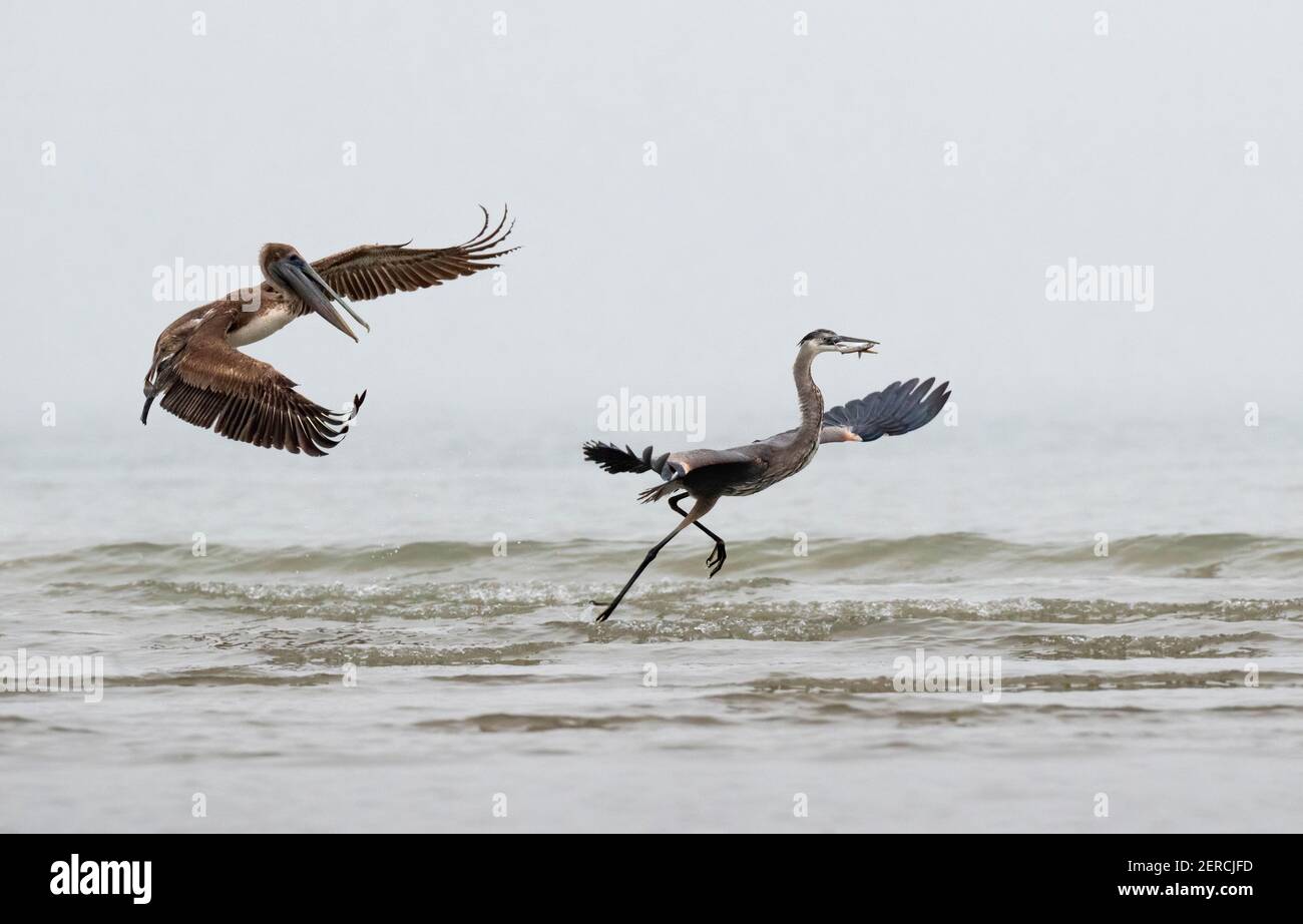 Brown pelican (Pelecanus occidentalis) chasing the great blue heron (Ardea herodias) along the ocean coast with a hope to rob a caught fish, Galveston Stock Photo