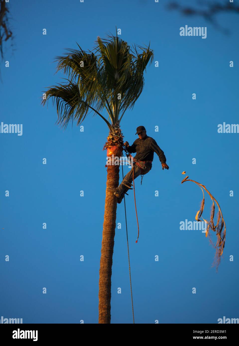 Palm Tree trimming Stock Photo