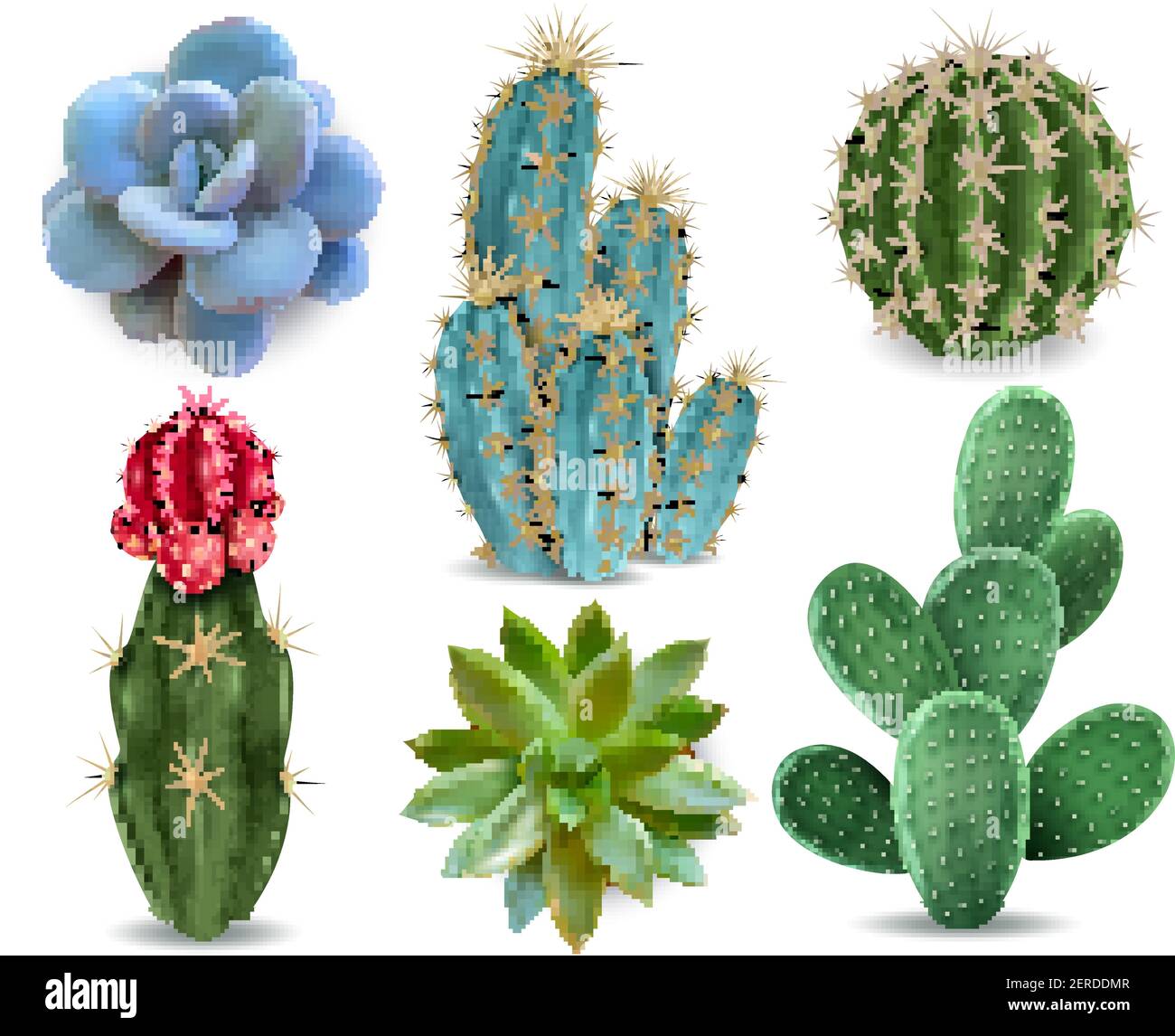 Popular indoor plants elements and succulents rosettes varieties including pin cushion cactus realistic collection isolated vector collection Stock Vector