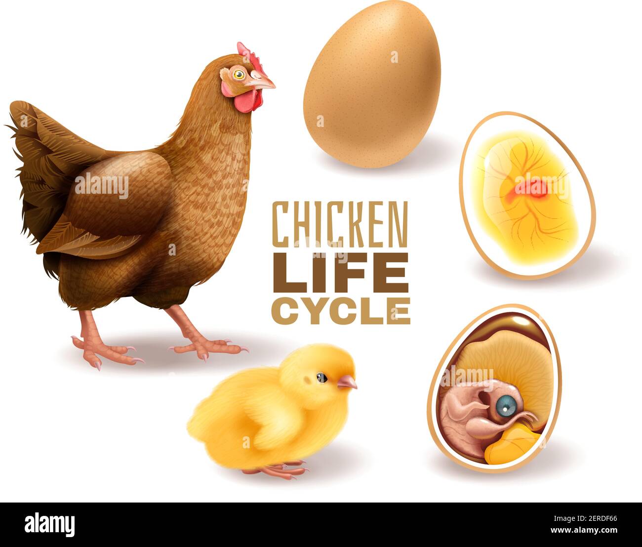 Chicken life cycle stages realistic  composition from fertile egg embryo development hatching to adult hen vector illustration Stock Vector