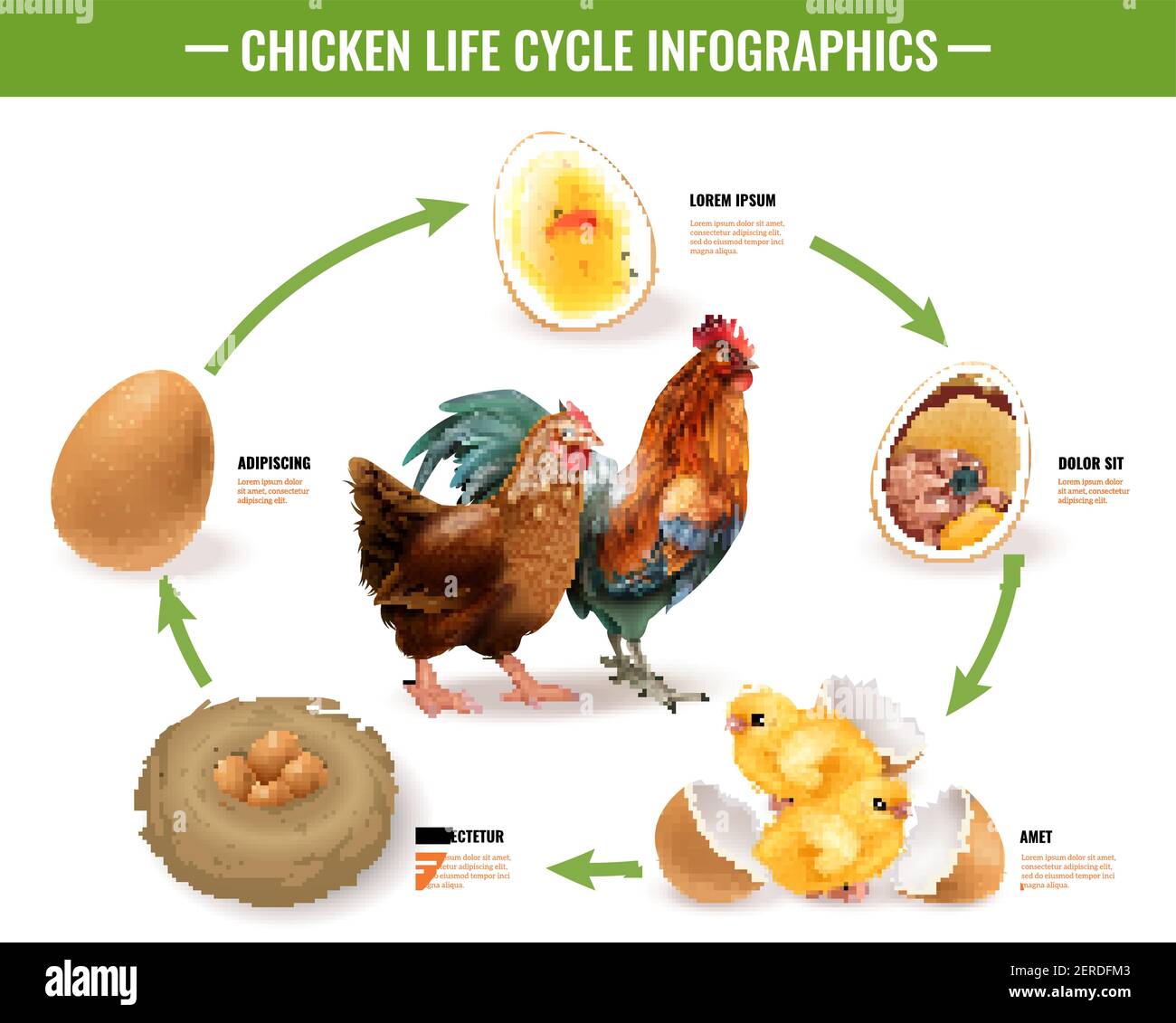 Chicken life cycle stages realistic infographic composition from fertile eggs embryo development to hatching chicks vector illustration Stock Vector
