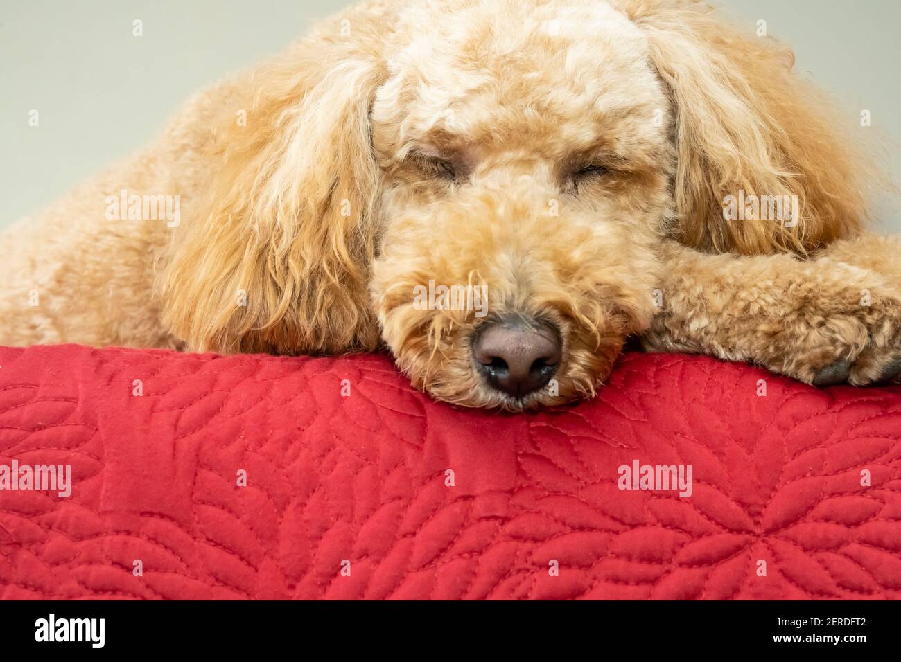 Cocker Labradoodle Australian Labradoodle is a mix between the Labrador Retriever, Poodle ...