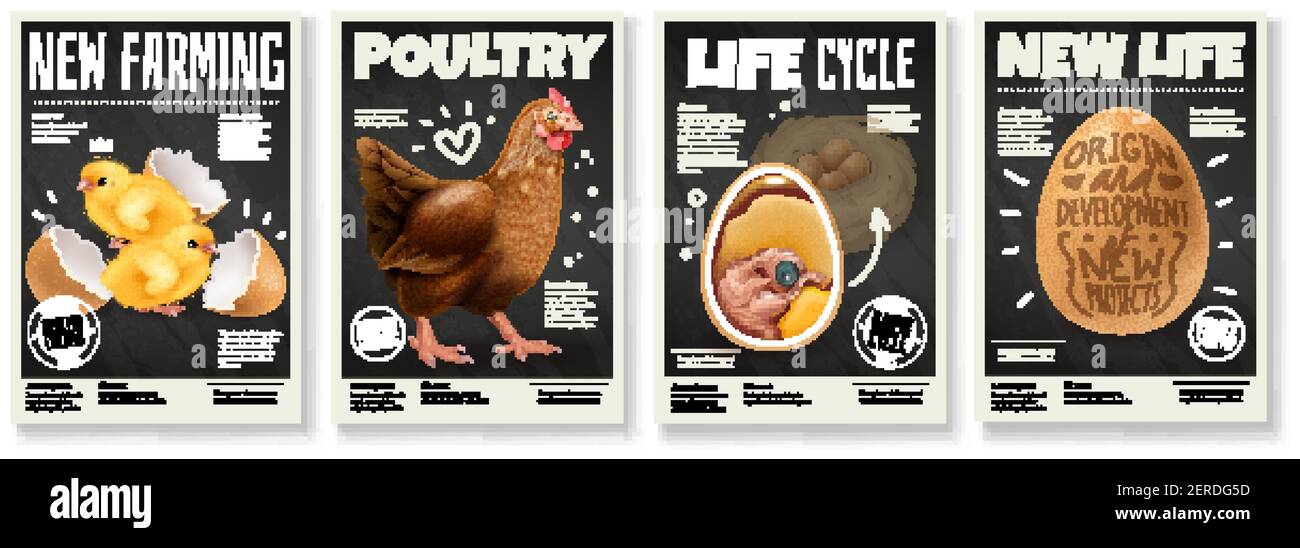 Poultry farming chicken life cycle raising birds from eggs embryo development 4 realistic posters set vector illustration Stock Vector