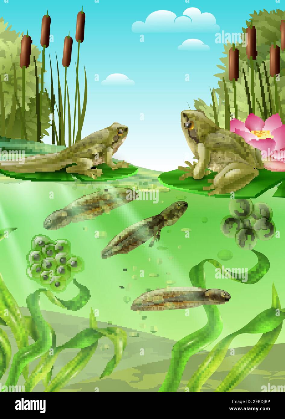 Frog life cycle water stages realistic poster with adult amphibian eggs mass tadpole with legs vector illustration Stock Vector