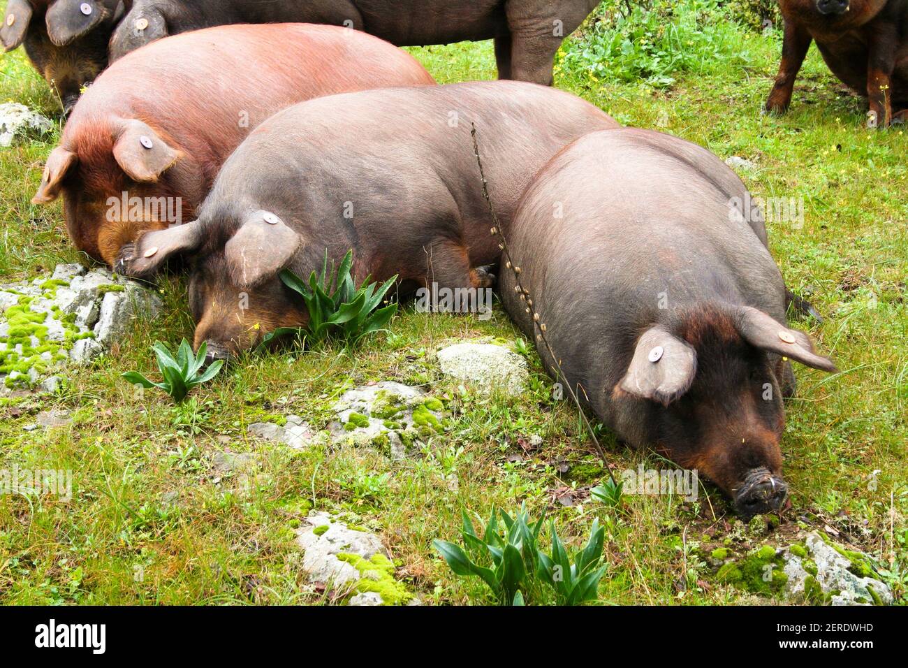 iberian pigs sleeping Stock Photo