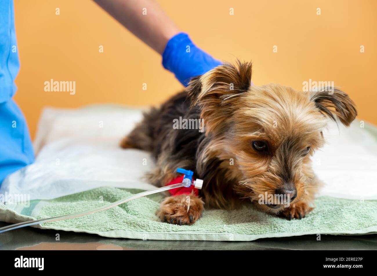 Dog falls asleep after a sedative induction before anesthesia and