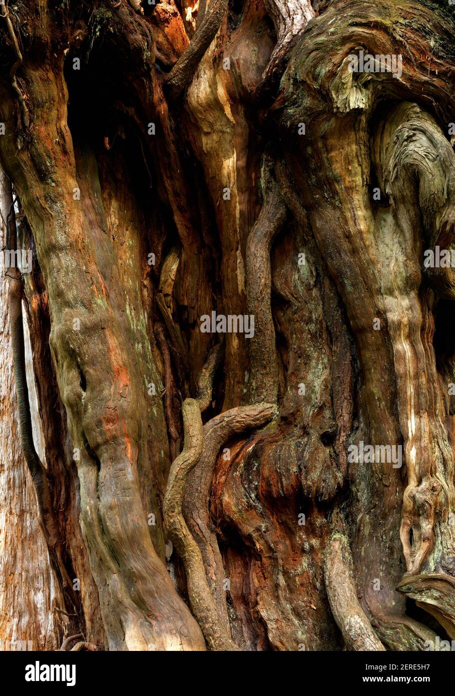Twisted cedar bark, Big Cedar Tree, Kalaloch, Olympic National Park, Washington, USA Stock Photo