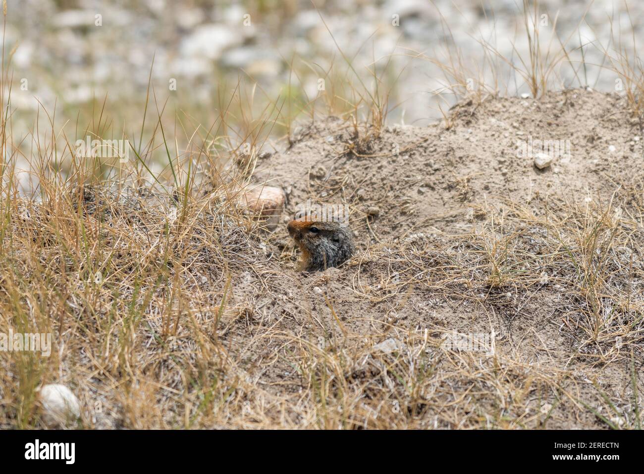 Closeup a groundhog head out of its den. Stock Photo