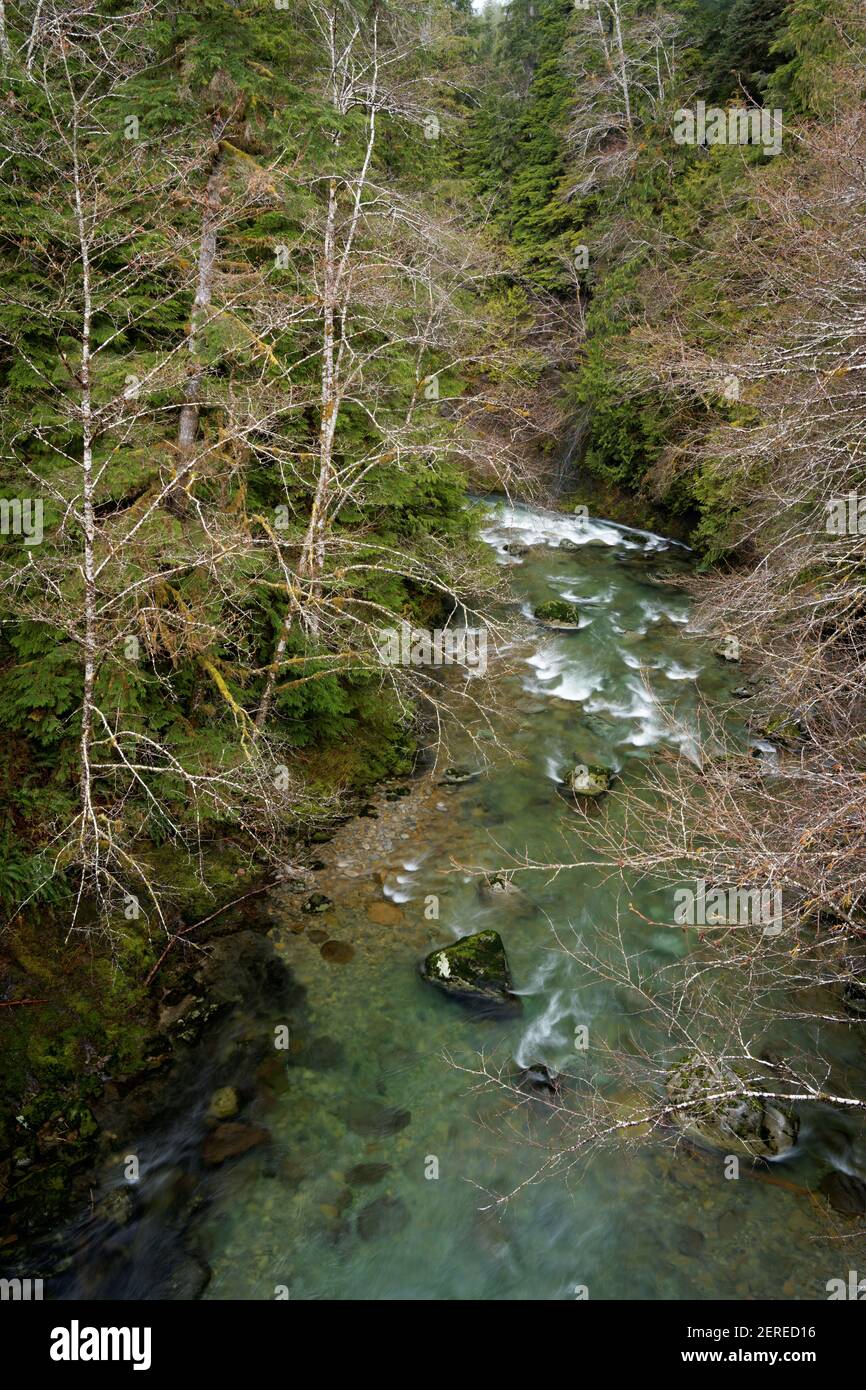 Matheny Creek, Olympic National Forest, Washington, USA Stock Photo