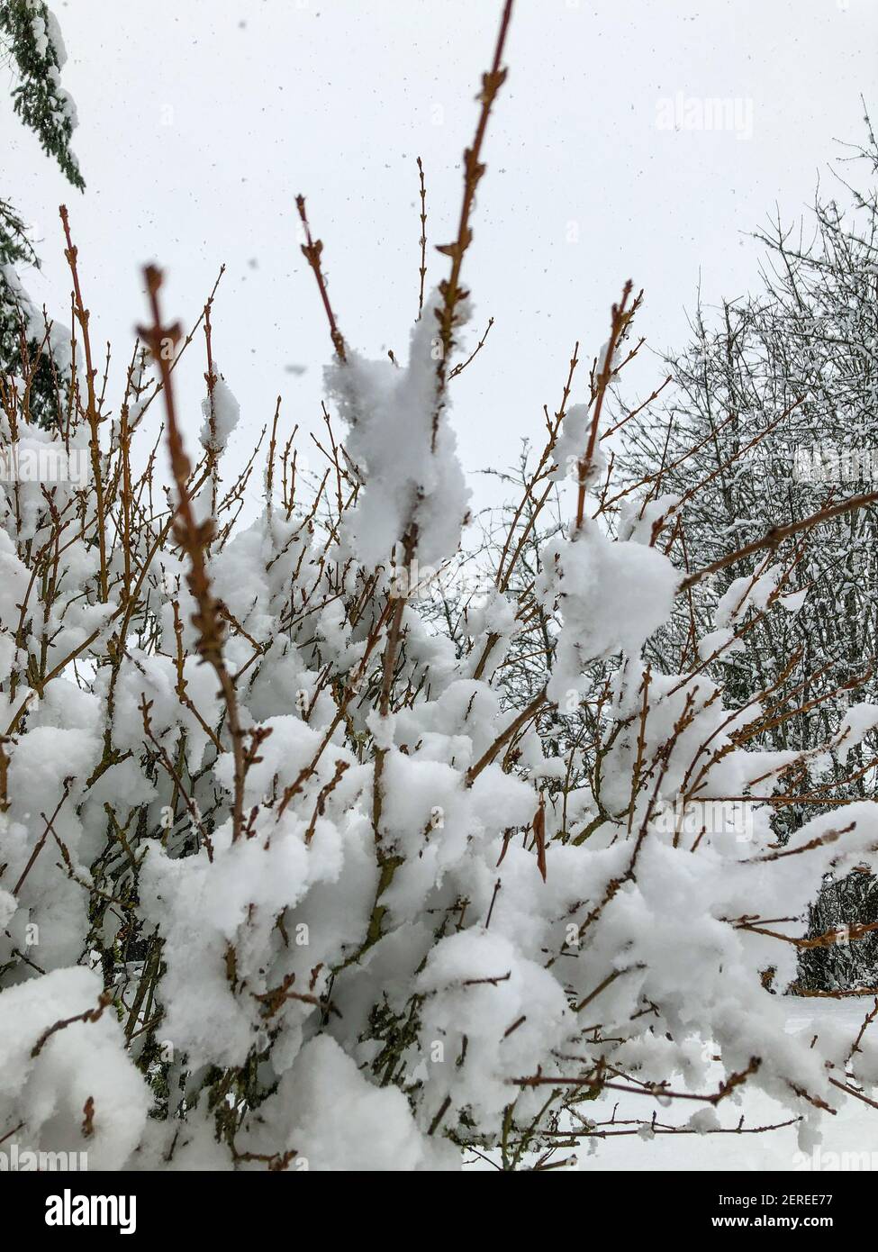 Snow capped tree hi-res stock photography and images - Alamy