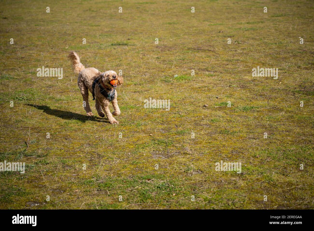 Cocker Labradoodle Australian Labradoodle is a mix between the Labrador Retriever, Poodle ...