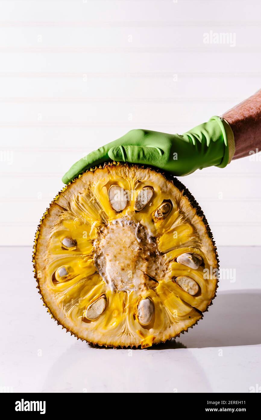 Jackfruit cleaning with a person in a rubber glove Stock Photo