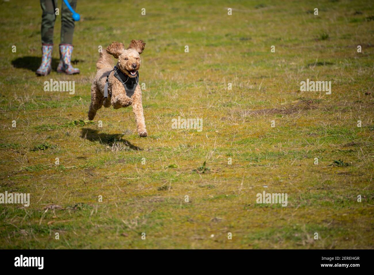 Cocker Labradoodle Australian Labradoodle is a mix between the Labrador Retriever, Poodle ...