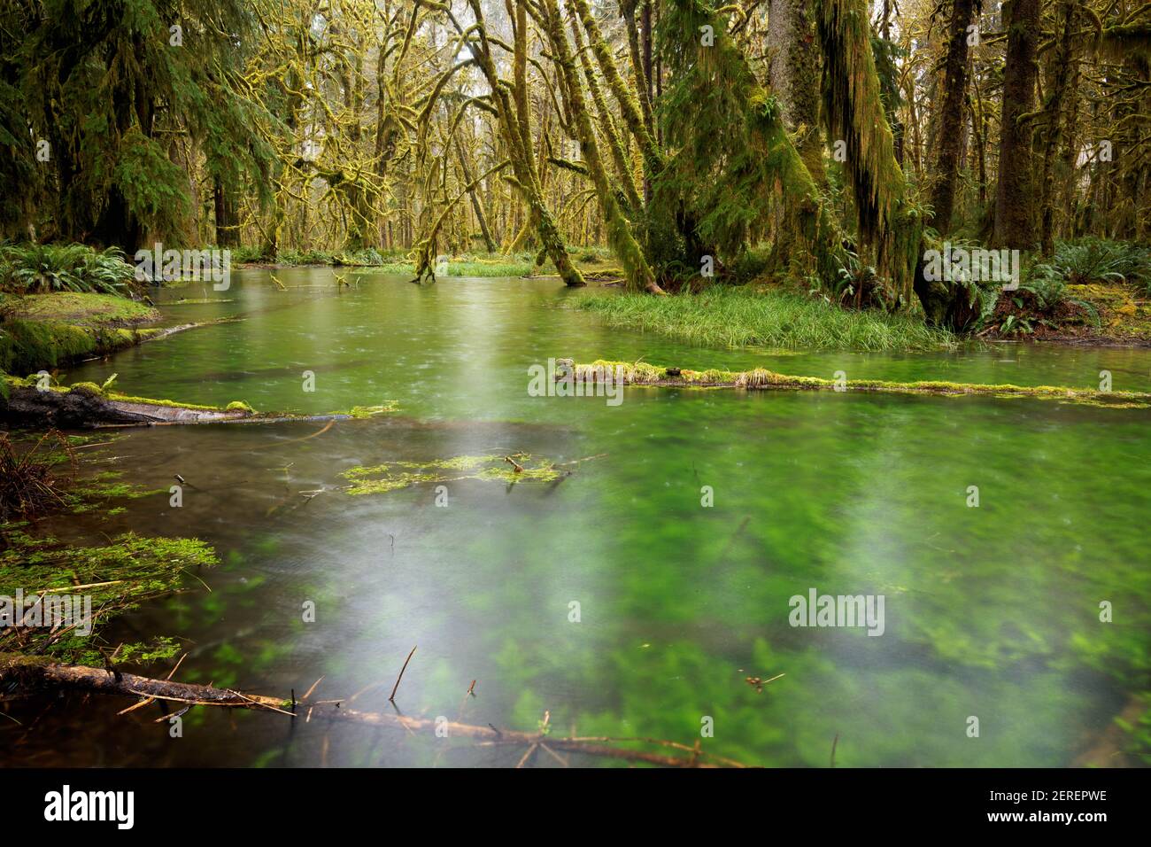Wetland pond in temperate old-growth forest, Maple Glade Loop Trail, Quinault Rainforest, Olympic National Park, Grays Harbor County, Washington, USA Stock Photo