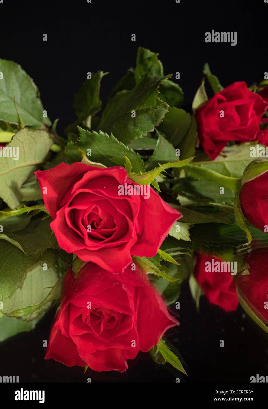 Beautiful red roses - close up view Stock Photo - Alamy