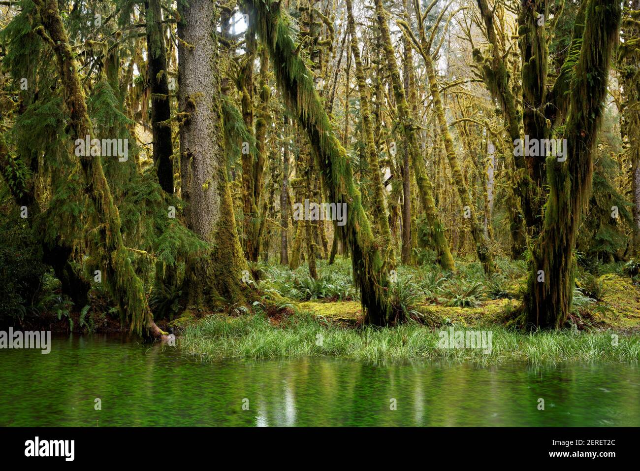 Wetland pond in temperate old-growth forest, Maple Glade Loop Trail, Quinault Rainforest, Olympic National Park, Grays Harbor County, Washington, USA Stock Photo