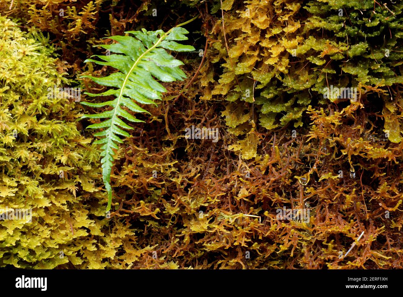 Licorice fern growing from moss on bigleaf maple tree, Graves Creek Campground, Quinault Rainforest, Olympic National Park, Jefferson County, Washingt Stock Photo