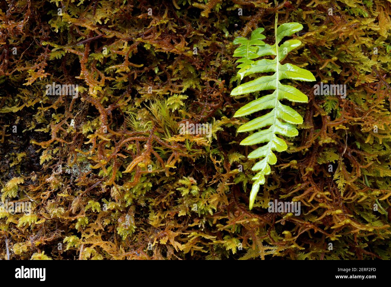 Licorice fern hires stock photography and images Alamy