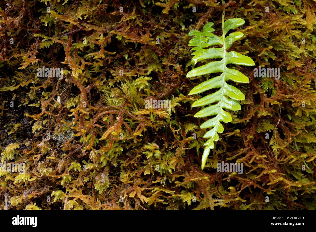 Licorice fern growing from moss on bigleaf maple tree, Graves Creek Campground, Quinault Rainforest, Olympic National Park, Jefferson County, Washingt Stock Photo