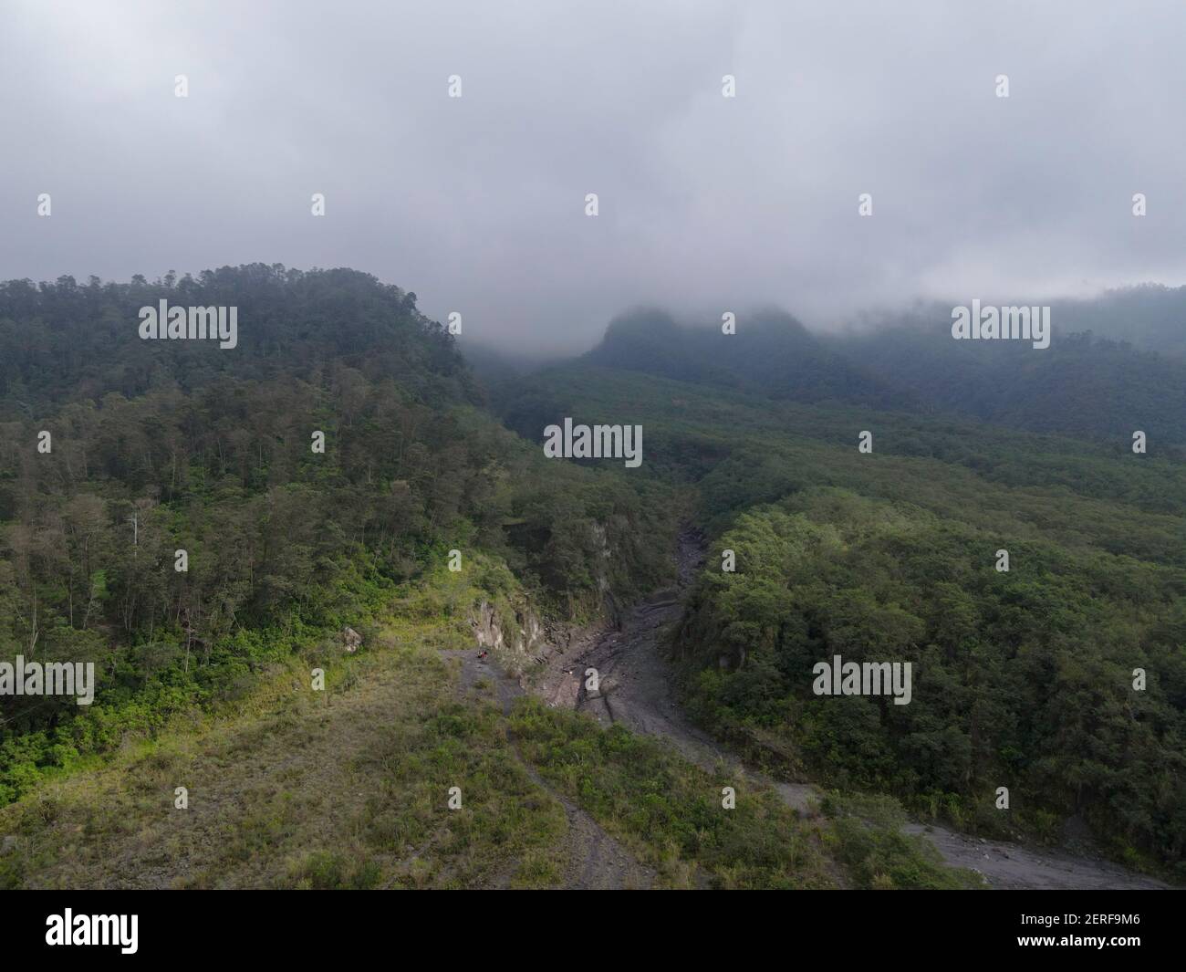 Misty foggy mountain landscape with fir forest in Merapi Mount ...