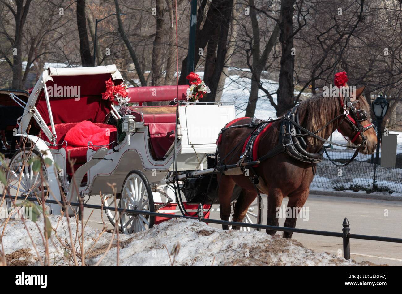 Central Park carriage horse dressed in a red headdress and hitched to a carriage waits empty waiting for a customer in Winter with snow on the ground Stock Photo