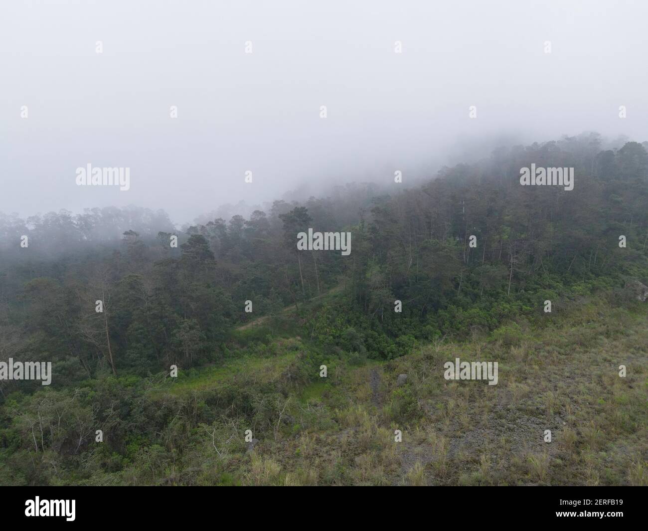 Misty foggy mountain landscape with fir forest in Merapi Mount ...