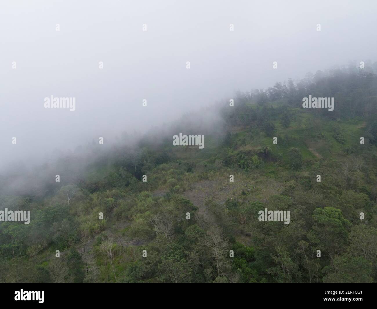 Misty foggy mountain landscape with fir forest in Merapi Mount ...