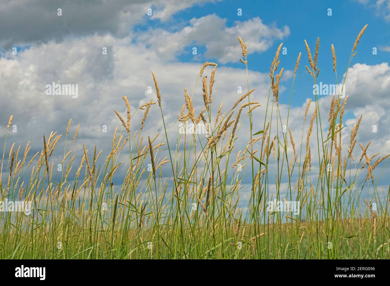 Prairie Grasses Against a Summer Sky in Goose Lake Prairie State Natural Area in Illinois Stock Photo