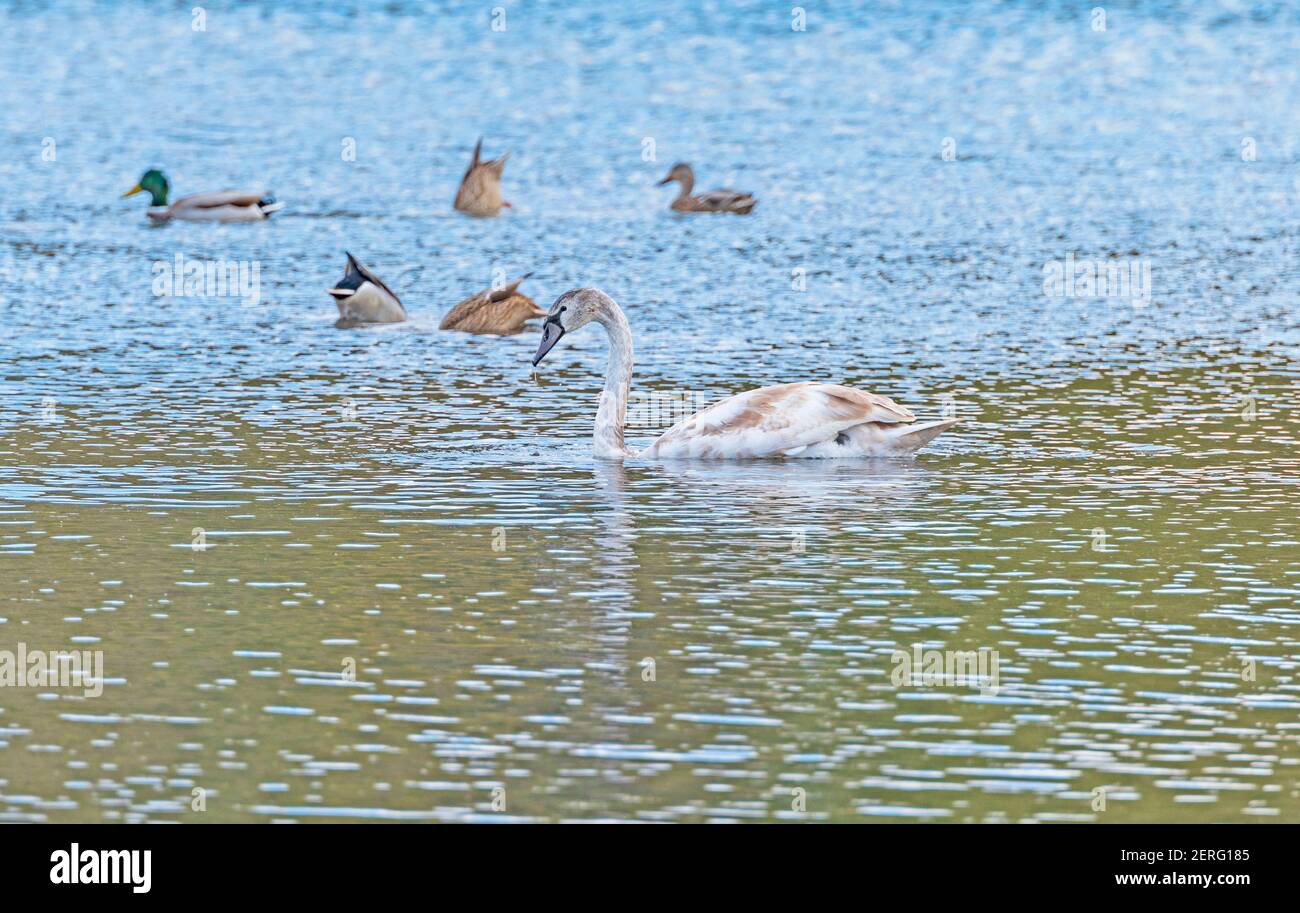 Immature Mute Swan in a Wetland Pond in Volo Bog State Natural Area in Illinois Stock Photo