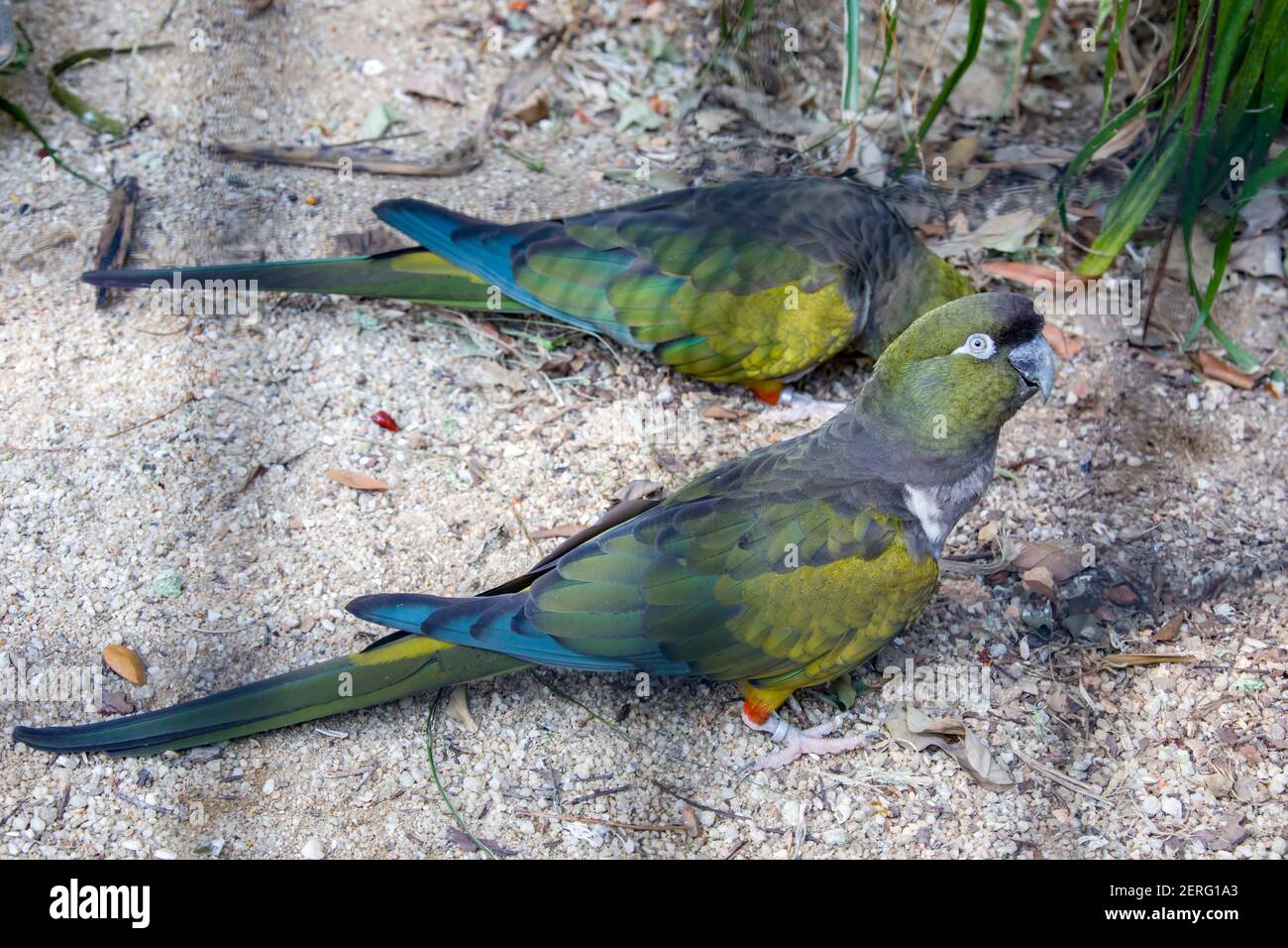 The burrowing parrot (Cyanoliseus patagonus) is a bird species in the parrot family. It belongs to the smaller long-tailed Arinae. Stock Photo