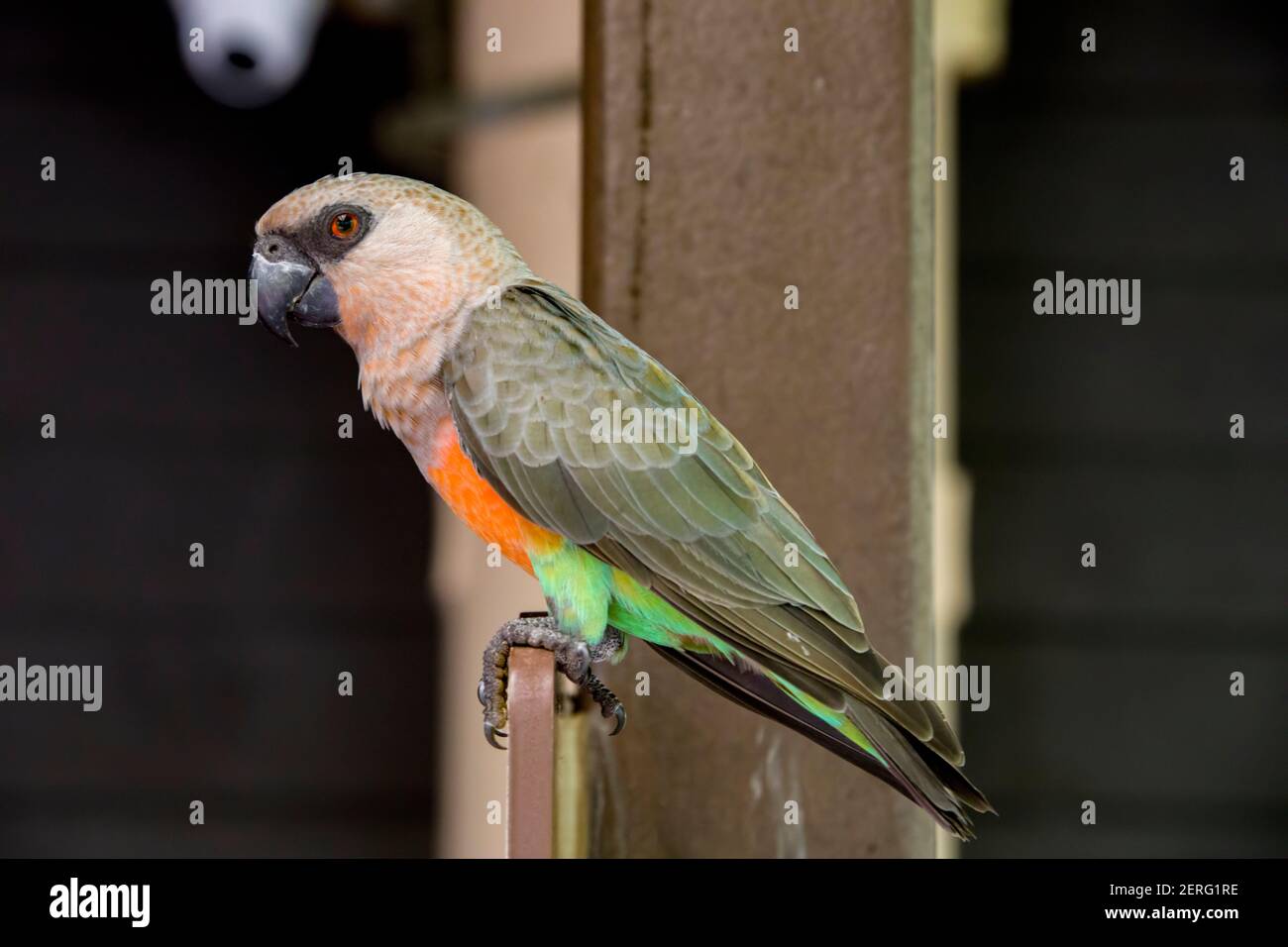 The red-bellied parrot (Poicephalus rufiventris) is a small African parrot. It is a mostly greenish and grey parrot. Males have a bright orange belly Stock Photo