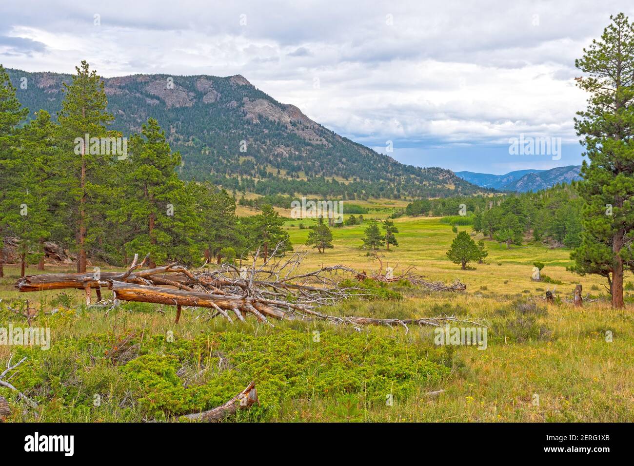 Upper Beaver Meadows in the Mountains of Rocky Mountain National Park