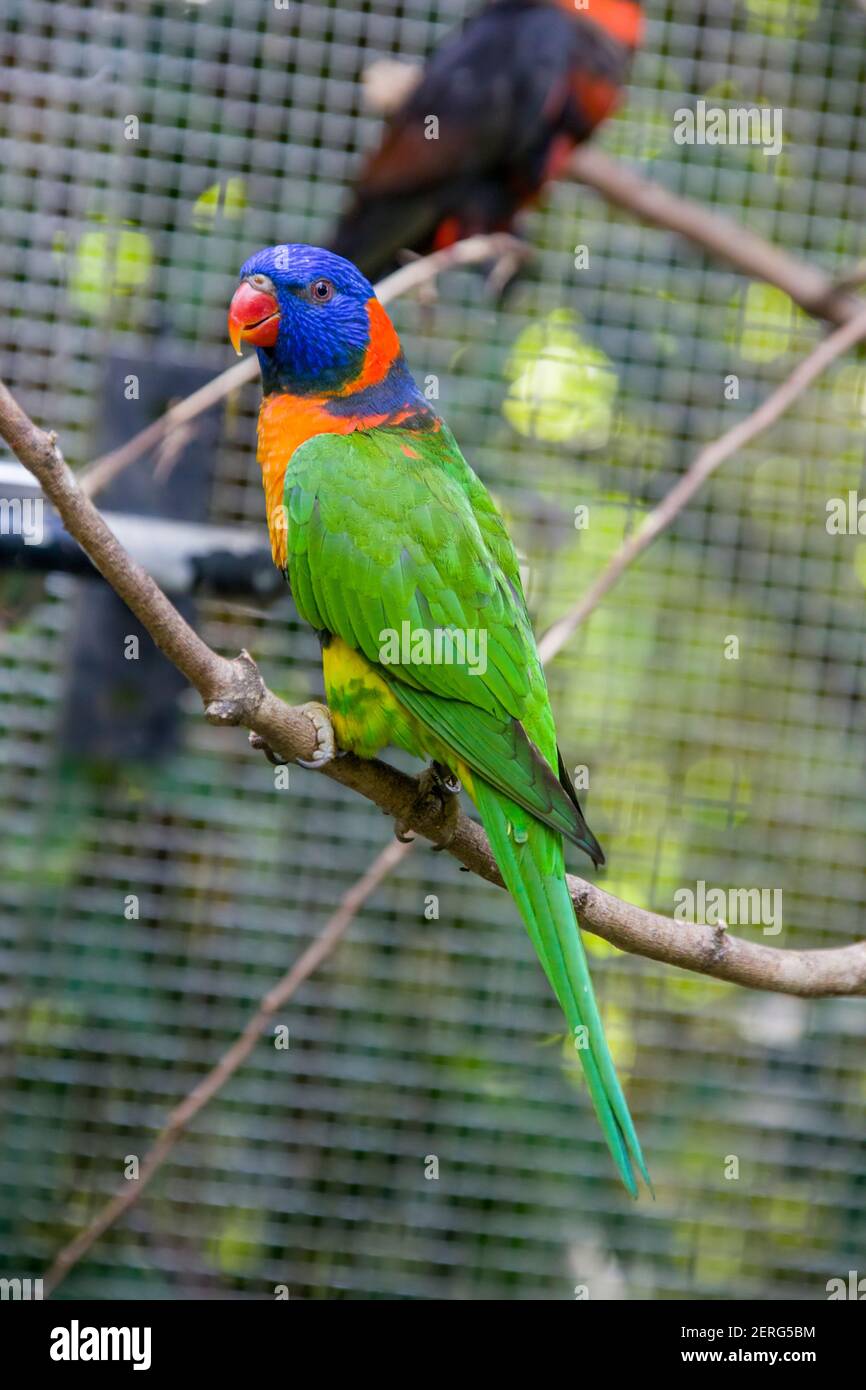 The red-collared lorikeet (Trichoglossus rubritorquis) is a species of parrot found in wooded habitats in northern Australia Stock Photo