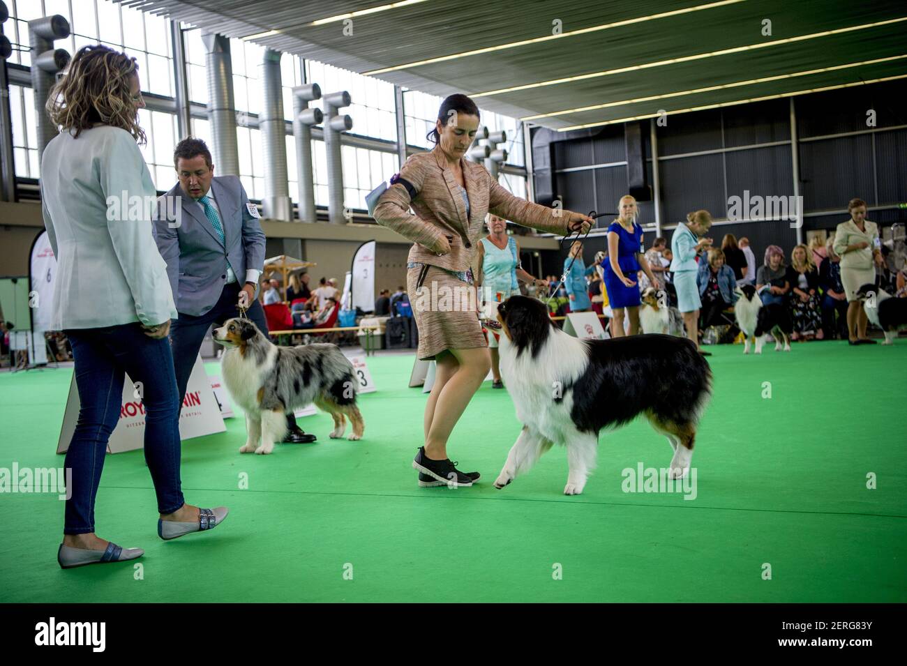 The Biggest Dog Show In The World Has Started At The Rai In Amsterdam Netherlands On August 9 2018 More Than 33 500 Dogs From 74 Different Countries Participate In This World Dog
