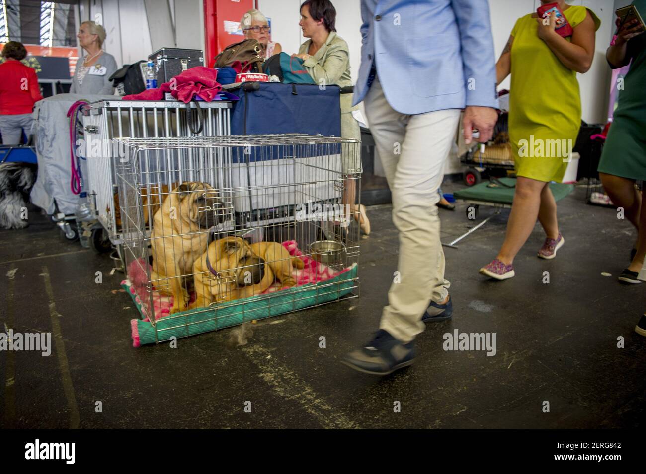 The Biggest Dog Show In The World Has Started At The Rai In Amsterdam Netherlands On August 9 2018 More Than 33 500 Dogs From 74 Different Countries Participate In This World Dog