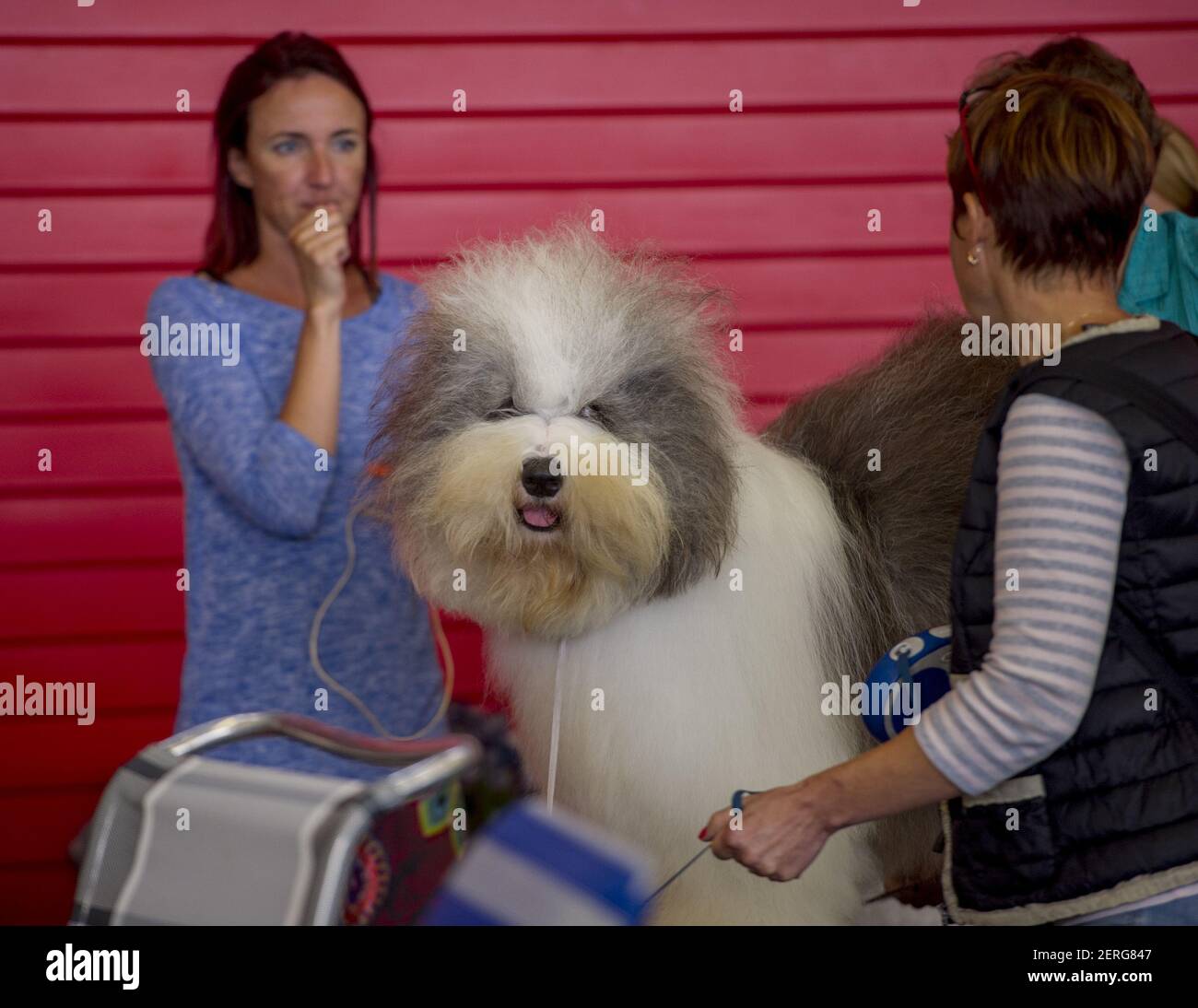 The Biggest Dog Show In The World Has Started At The Rai In Amsterdam Netherlands On August 9 2018 More Than 33 500 Dogs From 74 Different Countries Participate In This World Dog