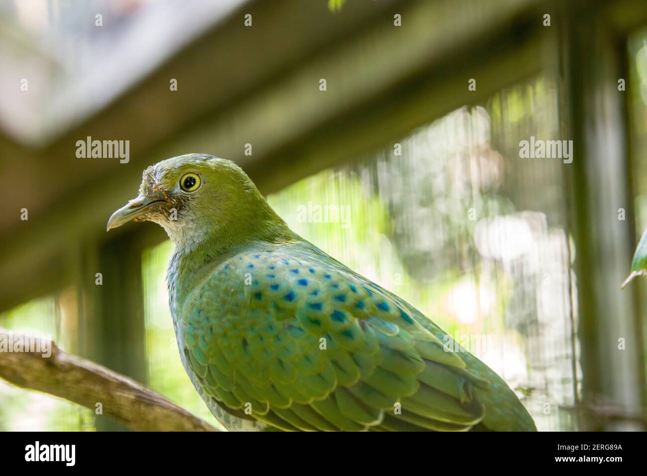 The female Superb Fruit Dove (Ptilinopus superbus).   It is sexually dimorphic. Females are mostly green, with a white abdomen, blue wing tips Stock Photo