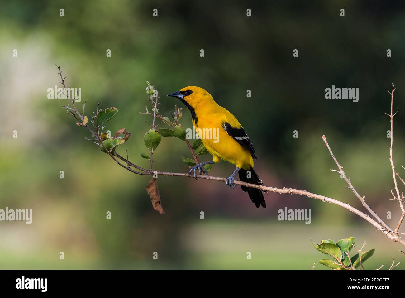 The Yellow Oriole, Icterus nigrogularis, is also called the 'plantain