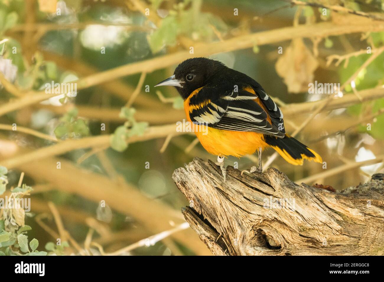 Bullock's Oriole, Icterus bullockii, is a small member of the blackbird family found in the Western U.S. and Mexico. Stock Photo