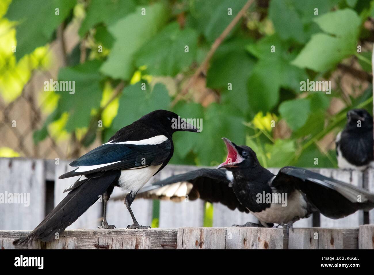 Two Black-billed Magpies or American Magpies, Pica hudsonia, in conflict in Utah. Stock Photo