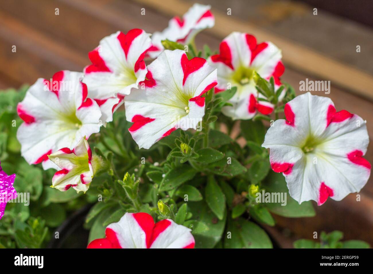 pink and white striped petunias