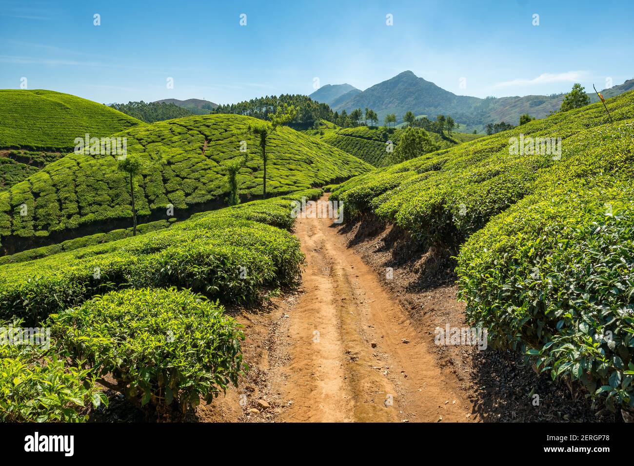 Munnar tea plantations in Kerala state, India Stock Photo