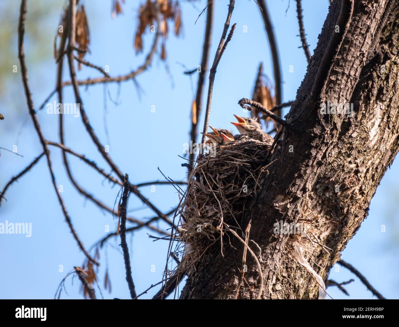 Five Chicks of Thrush fieldfare, Turdus pilaris, in a nest. The ...
