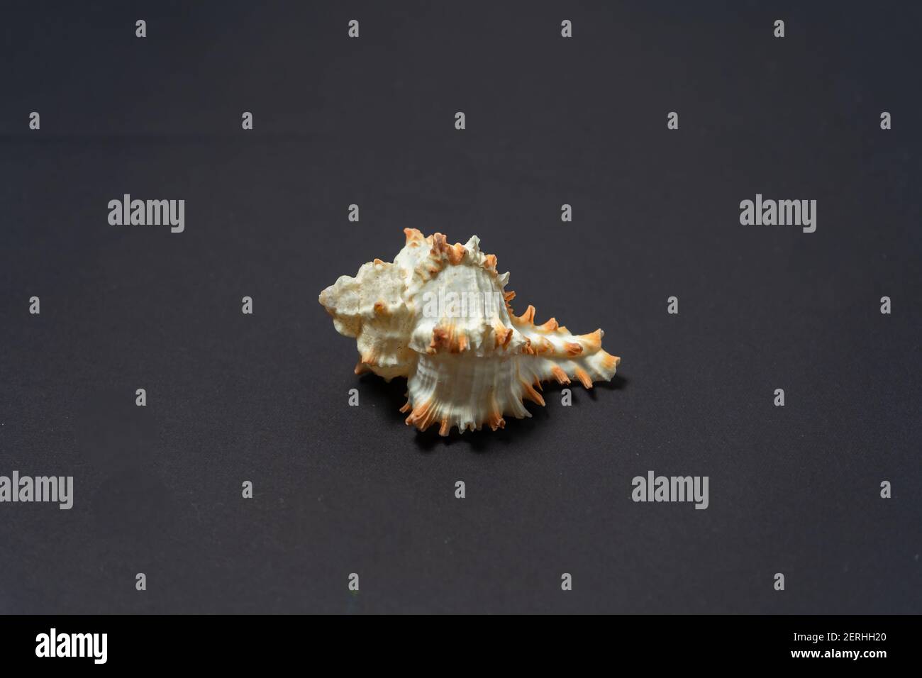 Sea snail shell, genus Murex, with ornamentation on a black background. Stock Photo